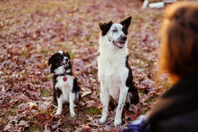 The law allows you to have more than one emotional support animal. - ESA Doctors