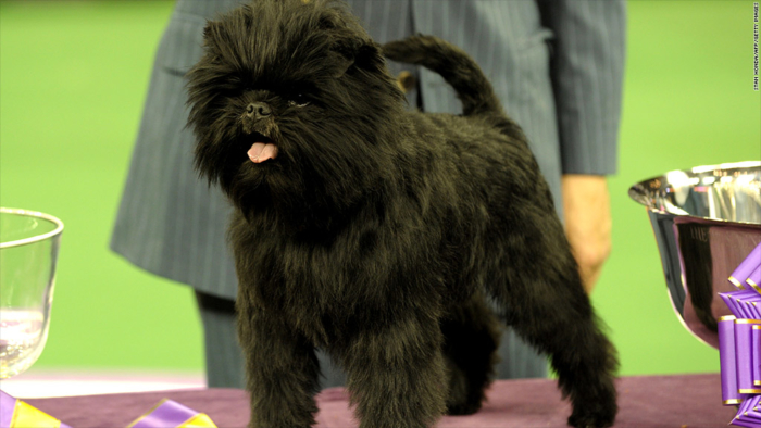 Affenpinscher