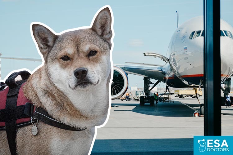 Airline Requirements for Traveling with a Service Dog