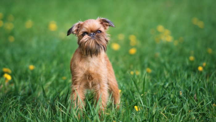 Brussels Griffon