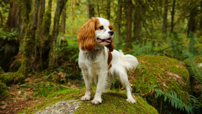 Cavalier King Charles Spaniel