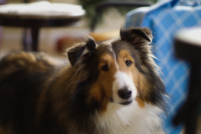 Collie