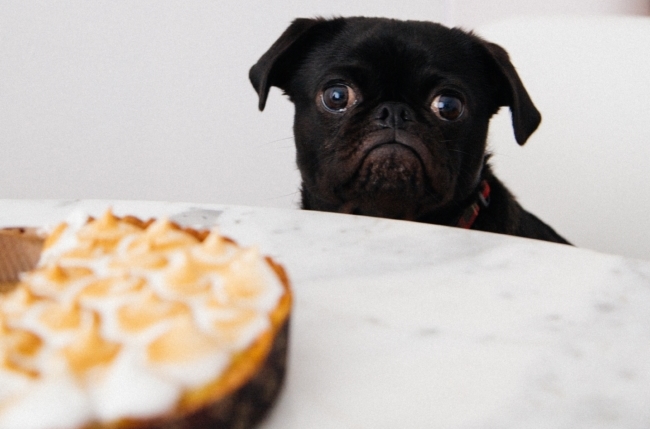 Never feed your dog something new before boarding your flight. An upset stomach on a plane can be very unpleasant for you and your dog. 