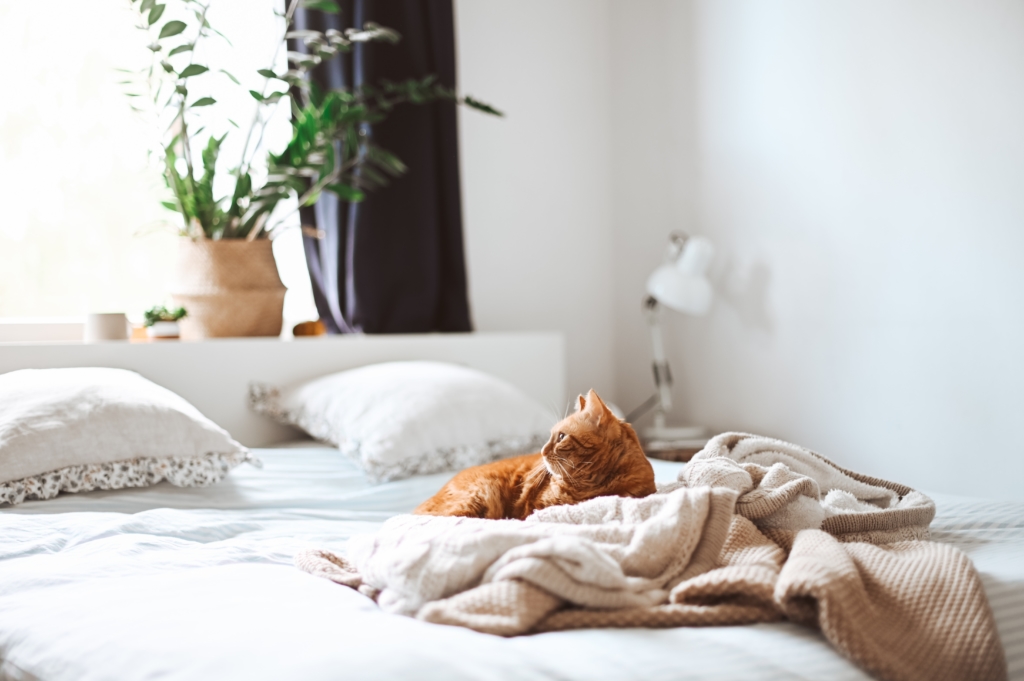 Emotional Support Cat on bed