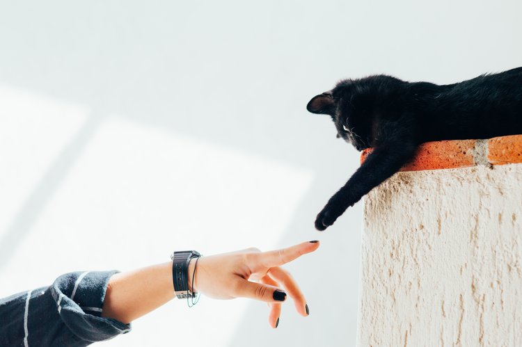 Emotional support cat reaching for the finger of its human