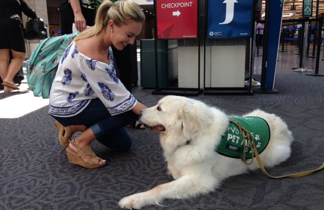 Service dog at the airport