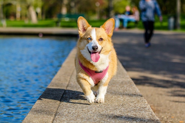 emotional support dog corgi