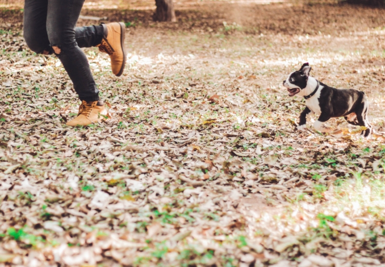 Emotional support animals DO NOT have to be specially trained to provide a service for their owner. 