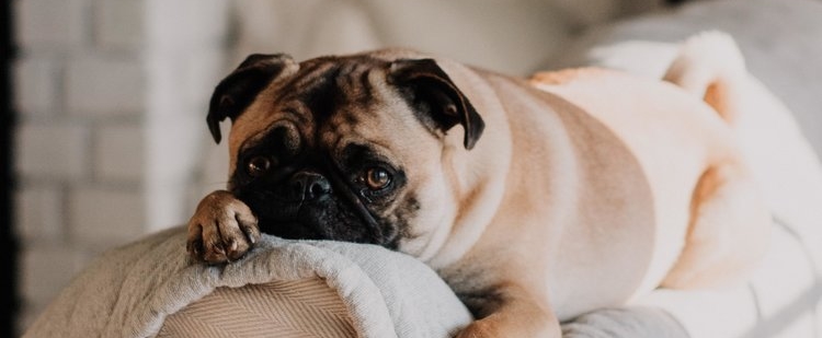 Emotional support dog for bipolar disorder