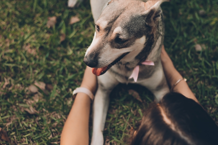 emotional support dog hugging