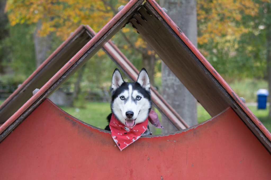 Emotional Support Dog Husky