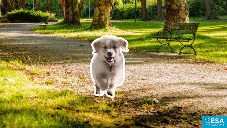 Emotional support puppy running.