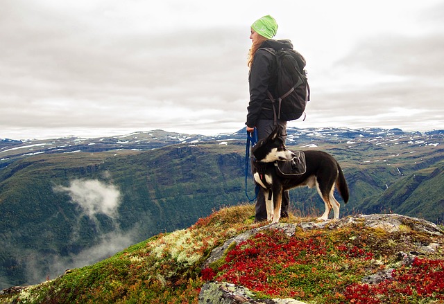 Emotional support dog travel