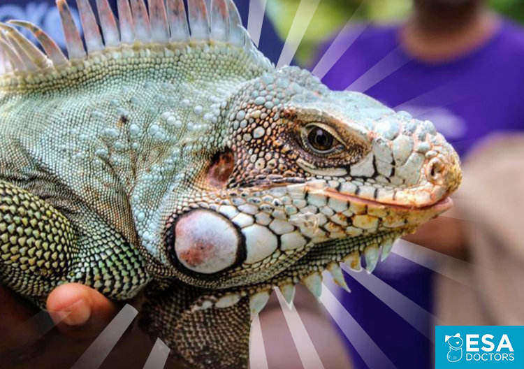 Emotional support iguana