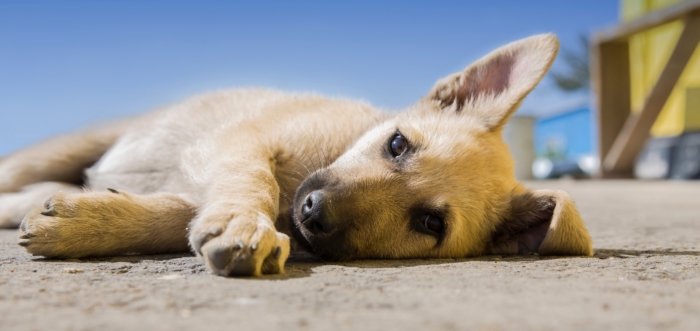 emotional support therapy dog