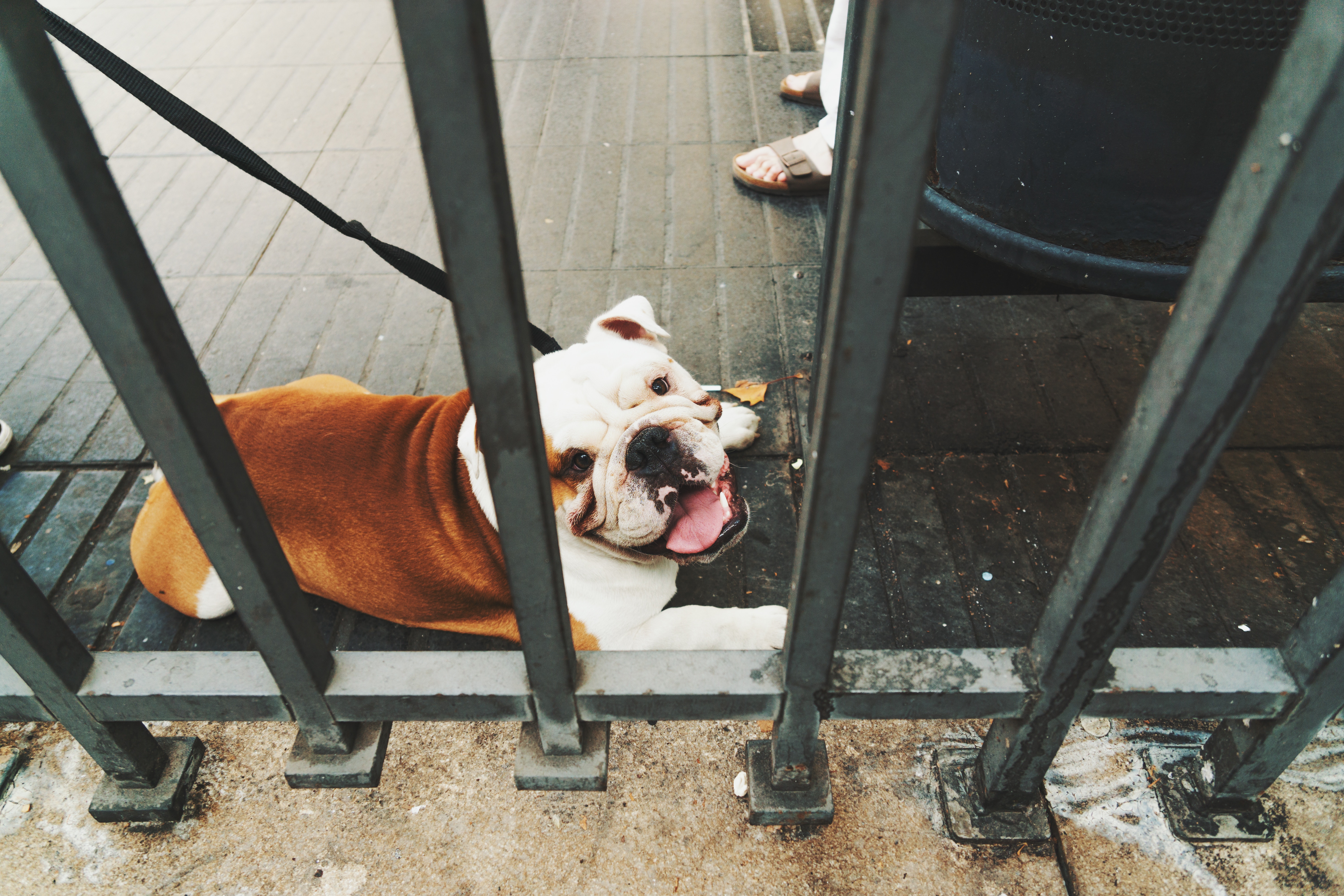 English Bulldog