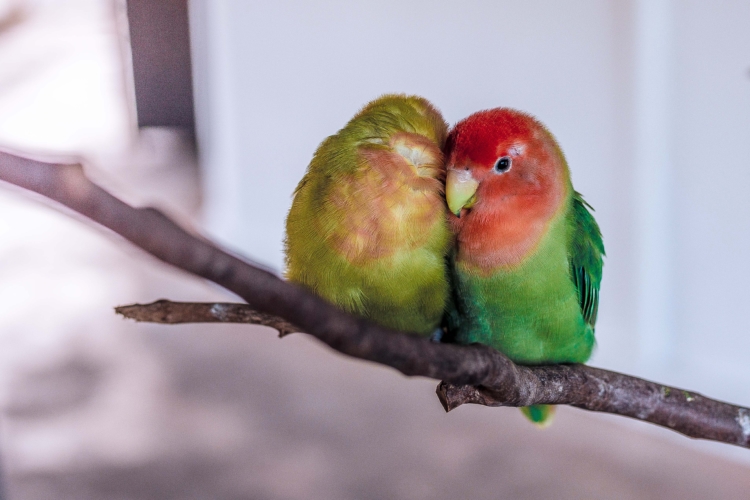 Emotional support birds have certain rights under the Fair Housing Act and the Air Carrier Access Act.