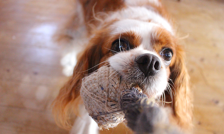 A Cavalier King Charles Spaniels can offer cuddles to ease depression