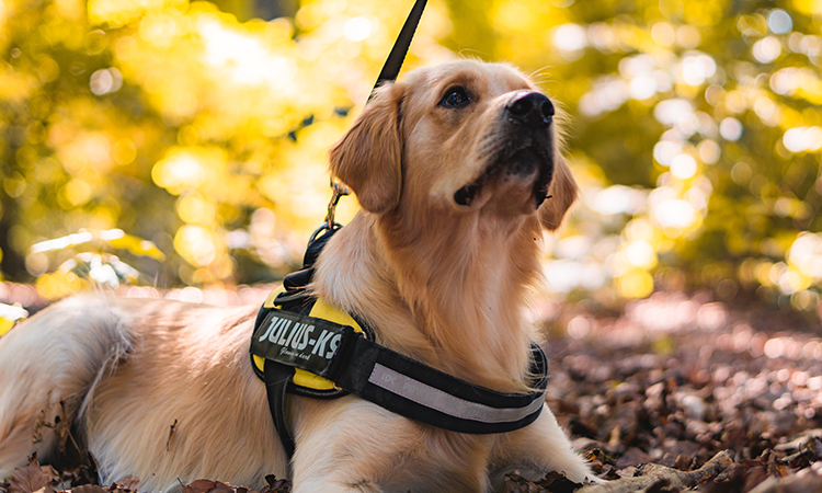 Golden Retrievers are by default an ideal ESA dog breed for depression.