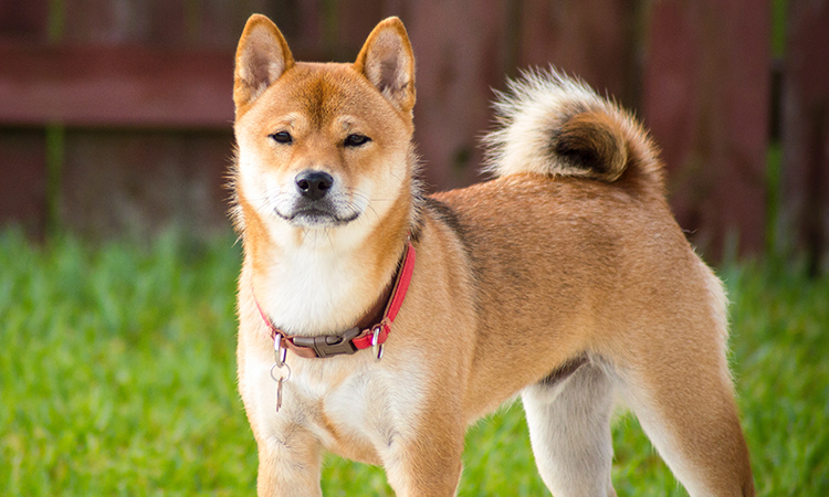 Loyal and independent, a Shiba Inu can bring brightness to any individual.