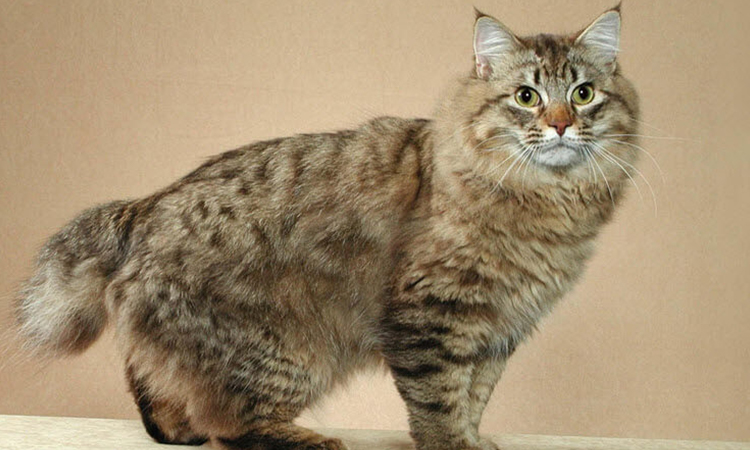 ESA Cat American Bobtail