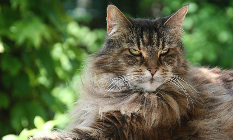 ESA Cat Maine Coon