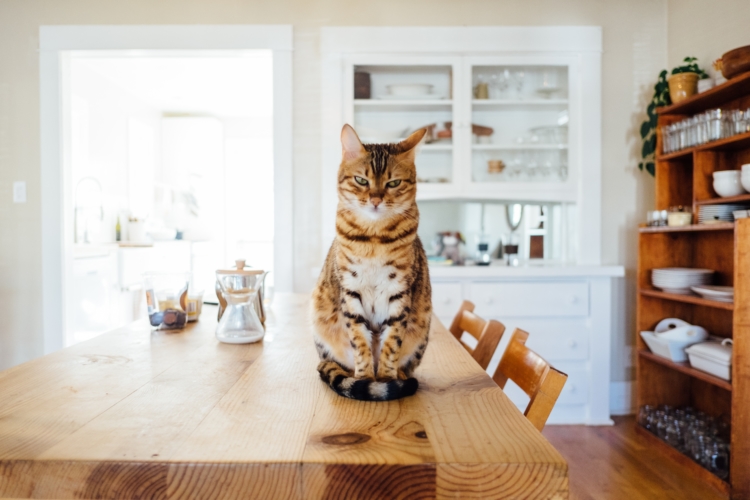 In order to qualify for an emotional support animal, you need to provide your landlord with an ESA letter from a licensed healthcare professional.