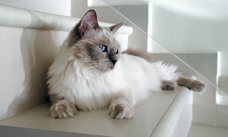 ESA Cat Ragdoll