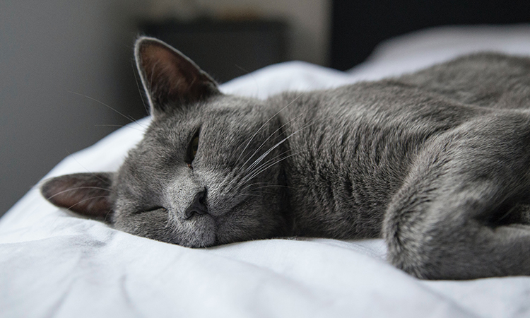 ESA Cat Russian Blue