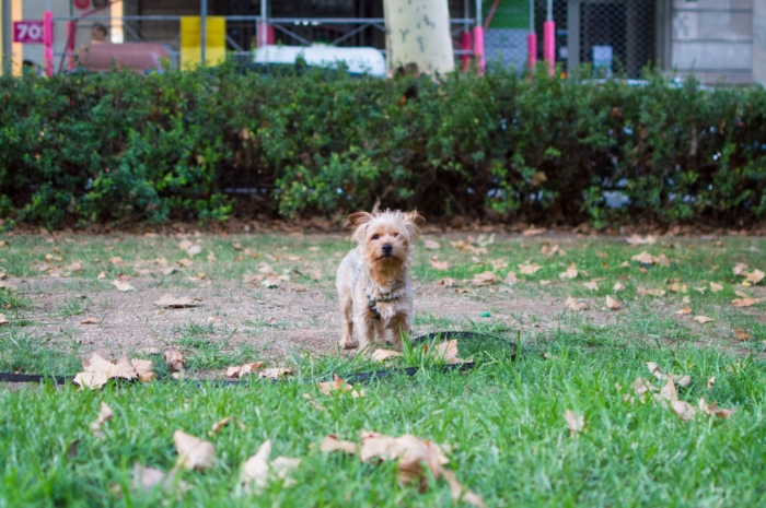 Emotional support animals can live with their owners in rental units without paying additional pet deposits or fees, even if they normally do not allow pets. - ESADoctors