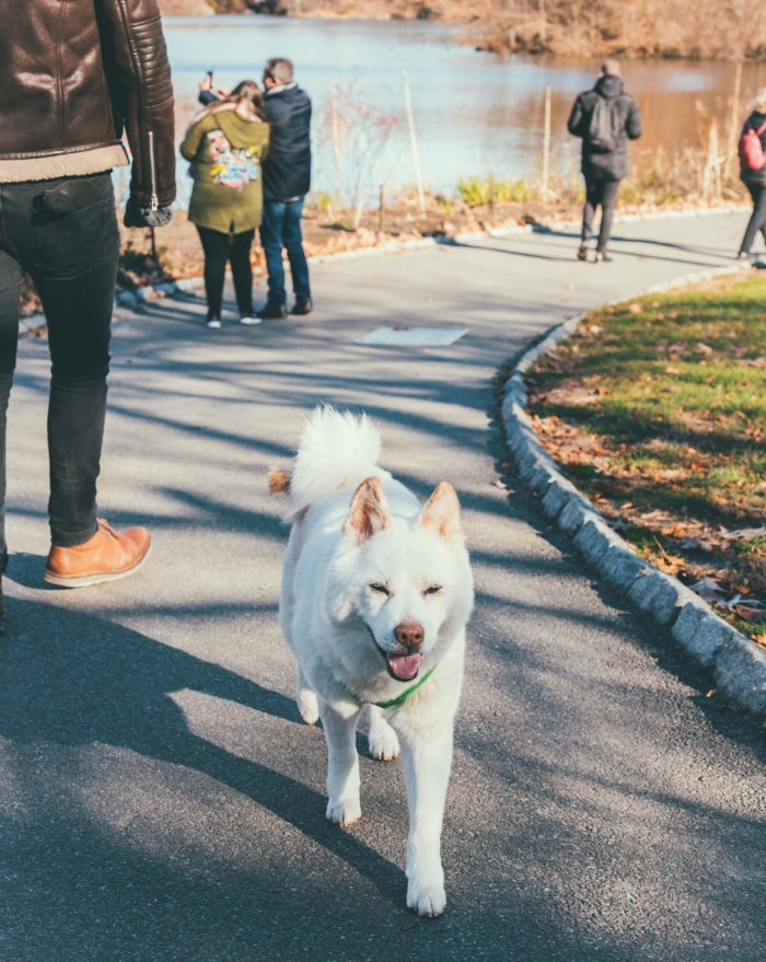 Emotional support animal owners have rights that allow their animals to live with them, even if Co-op rules do not allow pets in the building. 