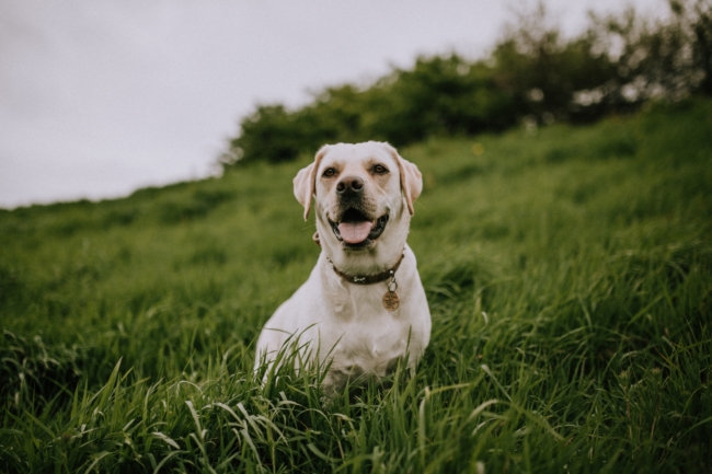 Emotional support animals can live in "no-pets" housing without additional fees. - ESA Doctors