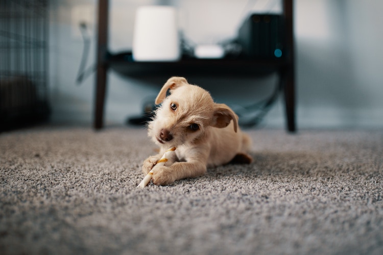 Emotional support dog playing on the floor in a rented apartment