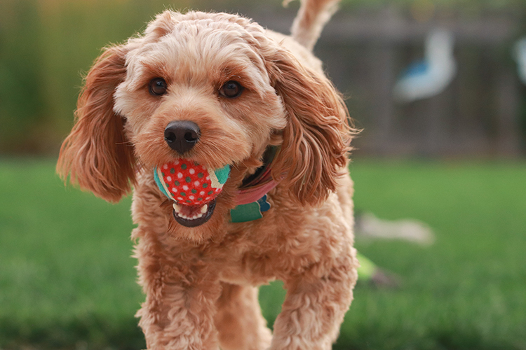 There are plenty of parks in Utah to exercise emotional support dogs.