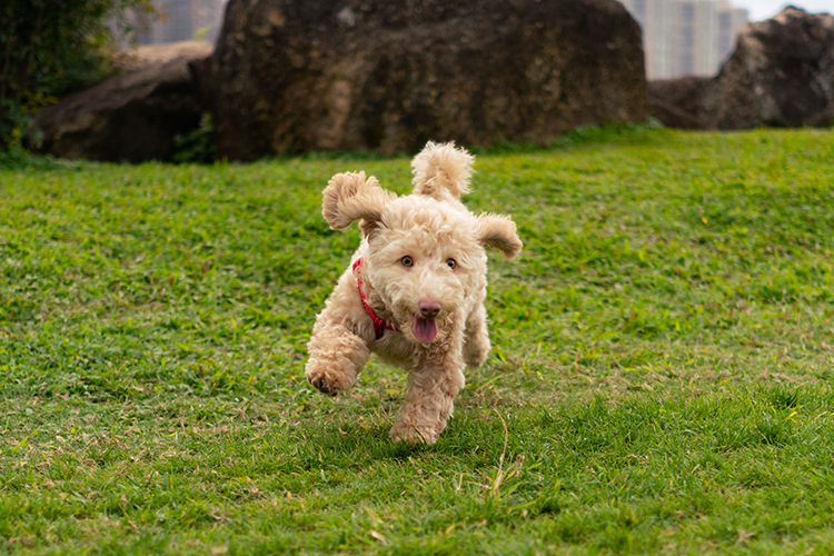 When you take your emotional support animal on travels, it's important to exercise them to release energy.