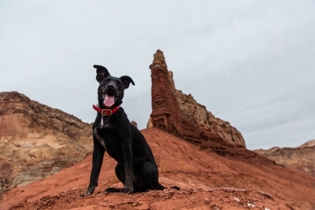 Emotional support animals are recognized in Arizona as a part of a wellness plan. They are allowed in planes and in no-pets housing.