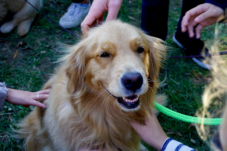 Golden Retriever makes for a perfect Emotional Support Animal