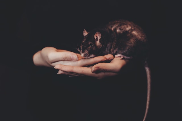 Emotional support rat