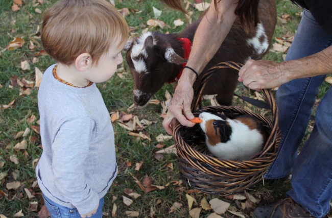 Emotional support animals can be almost any species! - ESADoctors