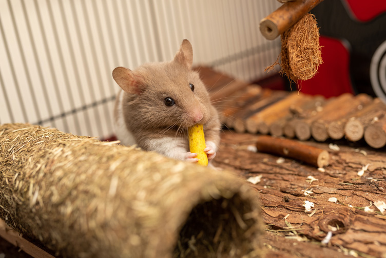 Emotional support hamsters eating.