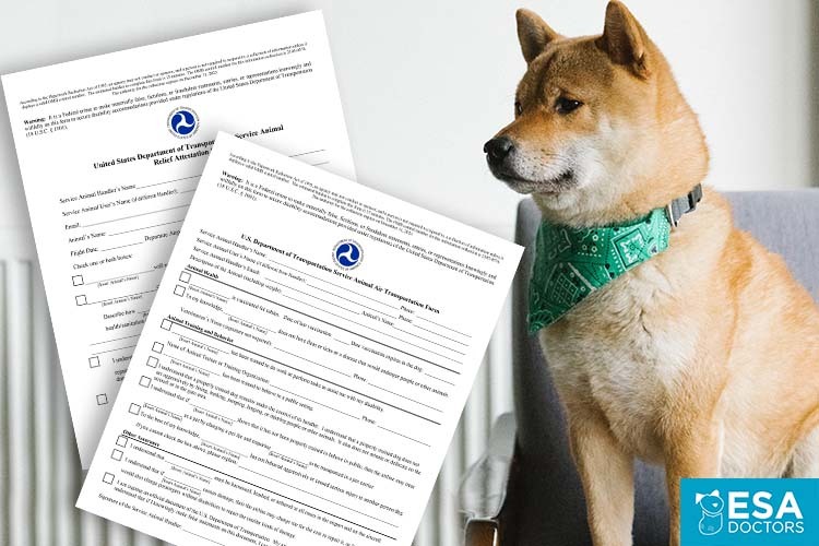 How to Fly with a Service Dog Using the DOT’s Service Animal Air Transportation Form