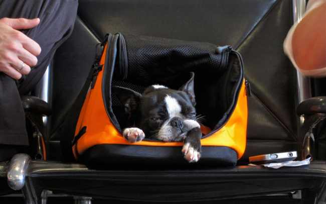 Most airlines will allow you to fly with a small dog in a carrier. - Fly with Your Dog Travel Guide - ESADoctors