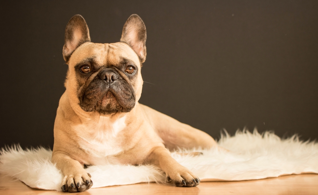 Yes, you can fly with your emotional support dog internationally. 