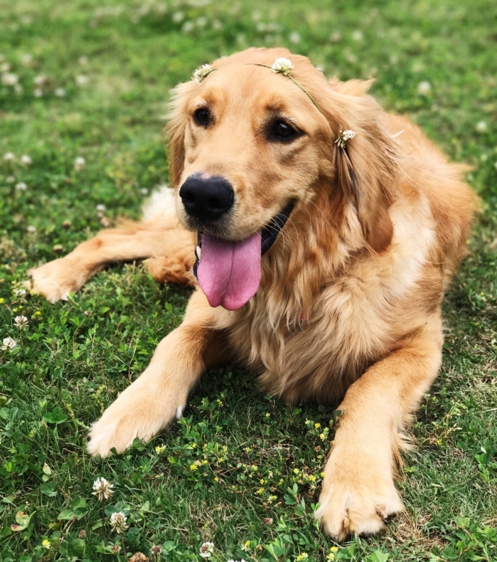 golden retriever