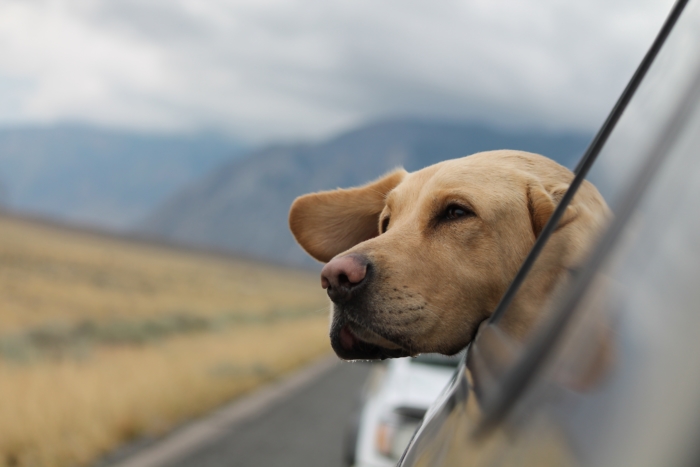 labrador retriever