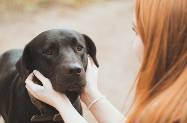 loving dogs