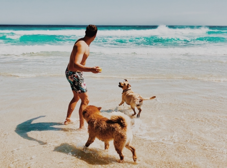 man and dogs at beach