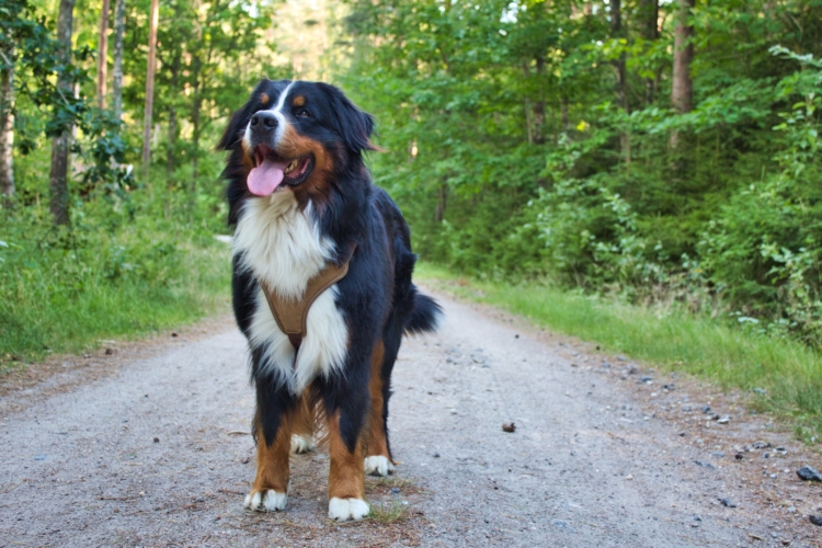 If you live in Mississippi and you suffer from depression, anxiety, PTSD, etc. you may qualify for an Emotional Support Animal online.