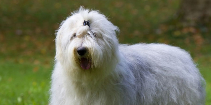 Old English Sheepdog