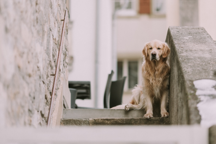 Emotional support animals do not have special access rights in hotels or motels. However, you can ask and they may allow your ESA if you have an ESA letter.